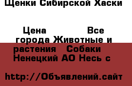 Щенки Сибирской Хаски › Цена ­ 20 000 - Все города Животные и растения » Собаки   . Ненецкий АО,Несь с.